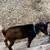 Pygmy goat 2 thumbnail