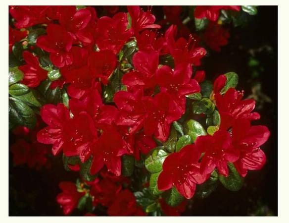 Japanese Satsuki Azalea Ruby Glow 1 Gallon Pre-Bonsai Tree Plant 1
