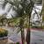 *** KING Palms *BAMBOO  PALMS*LADY PALMS* Kentia palms   *** 4 thumbnail