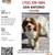 LOST DOG 1 thumbnail