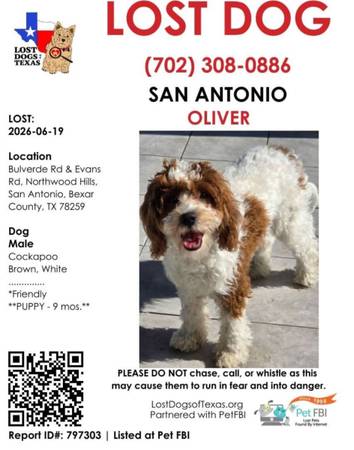 LOST DOG 1