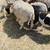 Sheep/ Barrego 4 thumbnail