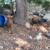 Laying Hens 4 thumbnail
