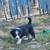 Aussie pups 4 thumbnail
