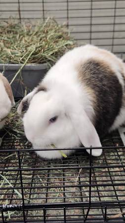 Beautiful Rabbit Rehome63664482452609123