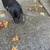 Puppy german shepherd border collie and husky mix 1 thumbnail