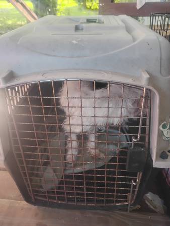 Rehoming toy Maltese (Highlands)63859317007747120