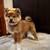 Shiba Inu Pups 2 thumbnail