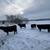 Bred Heifers 2 thumbnail