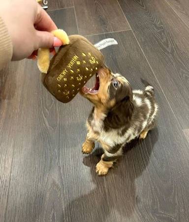 Dachshund            AmigableEnergético pequeño (443-525-765 Ocho)
