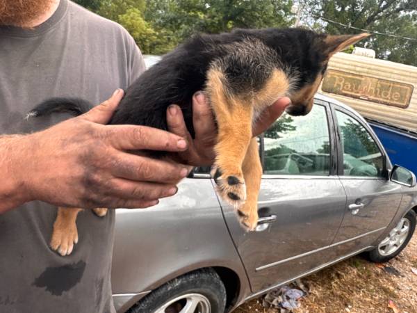 Pequeño cachorro gratis por $10 (Quapaw)63654750122115124