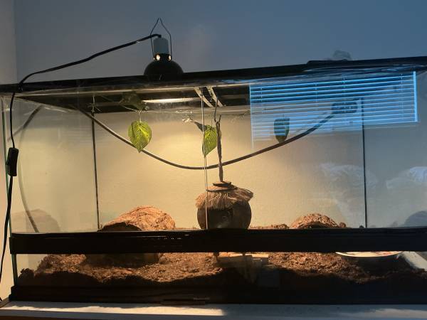 rehoming ball python 1