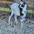 Kiko Nigerian dwarf x wether 1 thumbnail