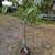 Yoshino cherry tree 1 thumbnail
