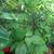 Gingers, Lilies, Bromiliads, Swiss Cheese (see list various prices) 12 thumbnail
