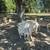 milking goats 2 thumbnail