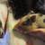 Tiny type pigs / small than average mini pigs 2 thumbnail