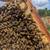 Honeybee Nucs 5 frame hives 2 thumbnail