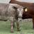 Finished Grain Fed Feeder Steers & Heifers Butcher Calf 21 thumbnail