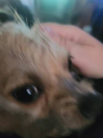 Chihuahua de pelo duro (Bluefield)63667748431873121
