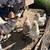 Easter Egger Laying Hens and Silkies 3 thumbnail