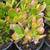 1 gallon Succulent - Sunset Jade (Crassula ovata tri-color) - $4 4 thumbnail