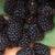 Triple Crown Thornless Blackberry - 2 Plants 1 thumbnail