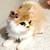 Orange cat 4 thumbnail