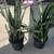 ******* SNAKE PLANTS for SALE ******* 3 thumbnail