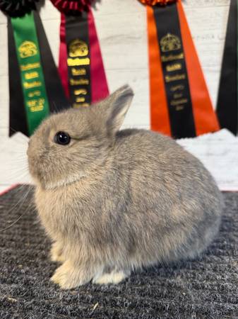 Netherland dwarf rabbits (Bellingham)63613582694787121