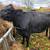 Angus heifer 1 thumbnail