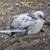 Pullets 2 thumbnail