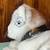Vintage Siegfried & Roy Stuffed Tiger 3 thumbnail