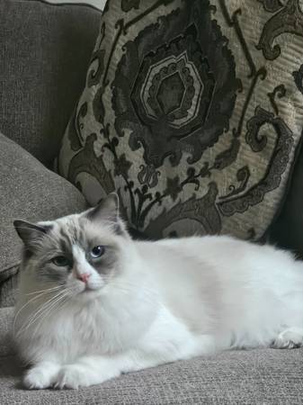 Purebred Ragdoll Cat– 2 Yrs Old (Brighton)64145643000321122