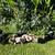 KuneKune Piglets 2 thumbnail