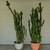 Vintage Cactus 30" Tall 24 thumbnail