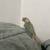 Cinnamon turquoise Conure 6 thumbnail