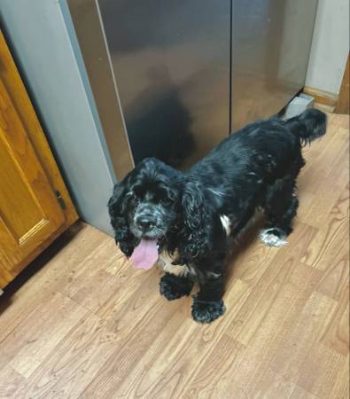 Cocker spaniel 1
