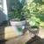 HUGE PLANT SALE most $5 or less!! 6 thumbnail