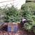 Trees 1 thumbnail