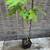 *** SWEETGUM BABY TREES BONSAI STARTERS $3ea / 2 for $5 *** 3 thumbnail