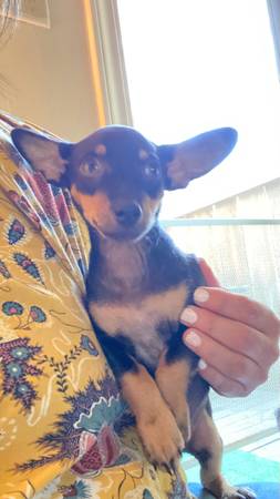 8 week old chi pups (Modesto)63660449638787121