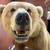 Russian Brown Bear Mount 6 thumbnail