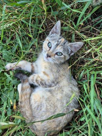 Tabby kitten ? (Tumwater)63688899072771120