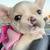--*AdorableLittle Frenchie 1 thumbnail
