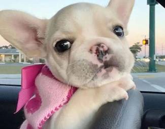 --*AdorableLittle Frenchie 1