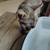 Two young kittens all ready for new homes 7 thumbnail