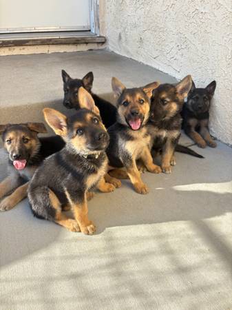 REHOMING German Shepherd 1