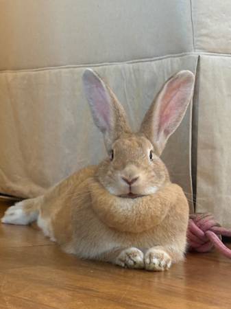Flemish Giant Rabbit