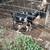 Dwarf goat and kids 1 thumbnail